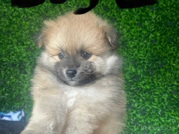 Gorgeous boy Pomeranian puppies for sale in Manchester, Greater Manchester - Image 3