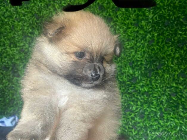 Gorgeous boy Pomeranian puppies for sale in Manchester, Greater Manchester - Image 5