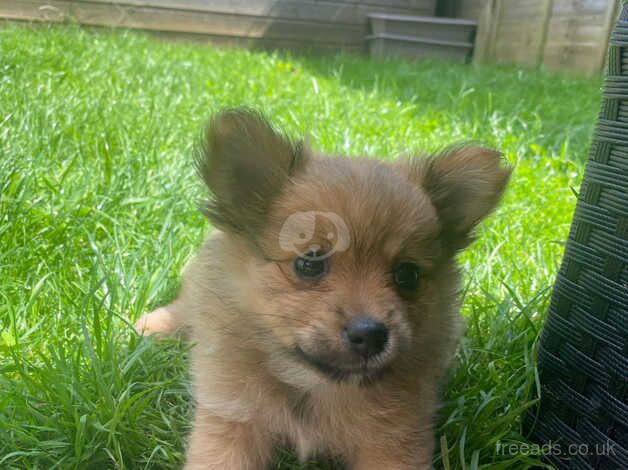 Gorgeous pomeranian puppies for sale in Romsey, Hampshire