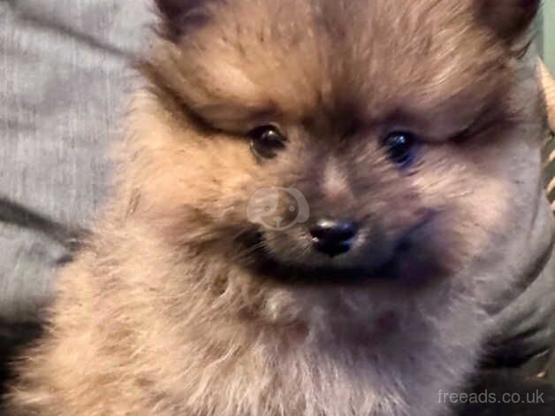 Gorgeous Pomeranian puppy for sale in Brent, Cornwall