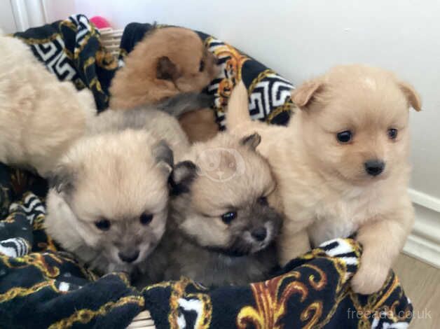 Gorgeous quality teddy Pomeranian puppies for sale in Seaford, East Sussex - Image 1