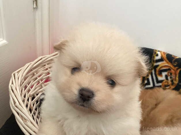 Gorgeous quality teddy Pomeranian puppies for sale in Seaford, East Sussex - Image 2