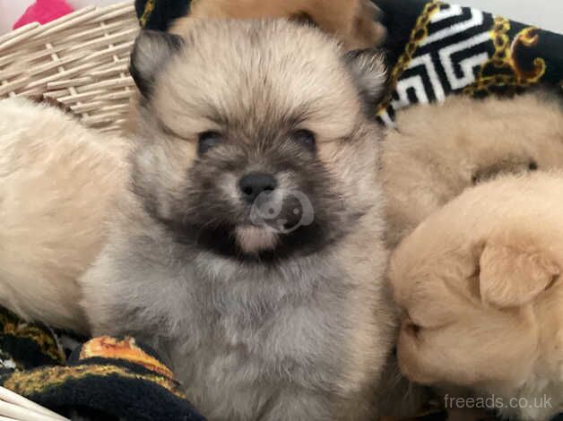 Gorgeous quality teddy Pomeranian puppies for sale in Seaford, East Sussex - Image 3