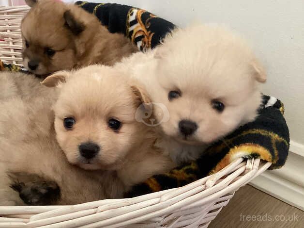 Gorgeous quality teddy Pomeranian puppies for sale in Seaford, East Sussex - Image 4