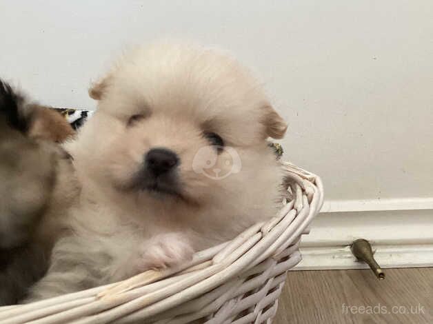 Gorgeous quality teddy Pomeranian puppies for sale in Seaford, East Sussex - Image 5