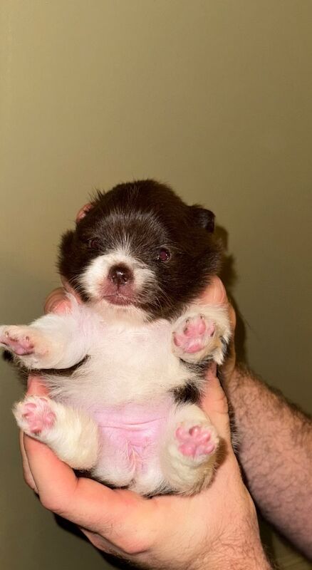 ✨ Gorgeous Teacup Pomeranian Puppies – Royal Russian Bloodlines ✨ for sale in Greater Manchester