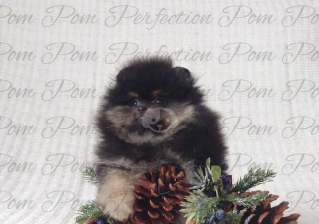 Gorgeous Teddy Bear Pomeranian Puppies for sale in Cumnock, East Ayrshire