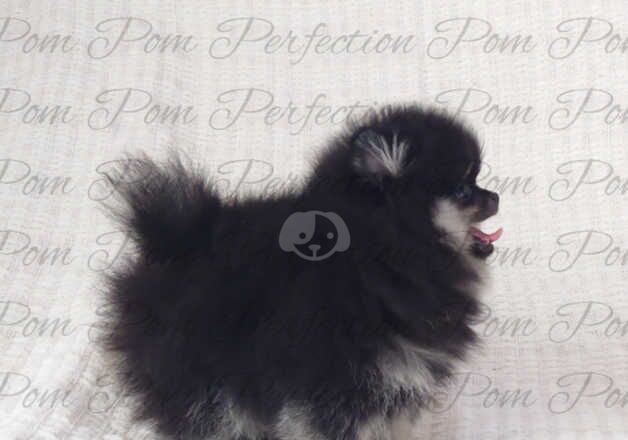 Gorgeous Teddy Bear Pomeranian Puppies for sale in Cumnock, East Ayrshire - Image 2