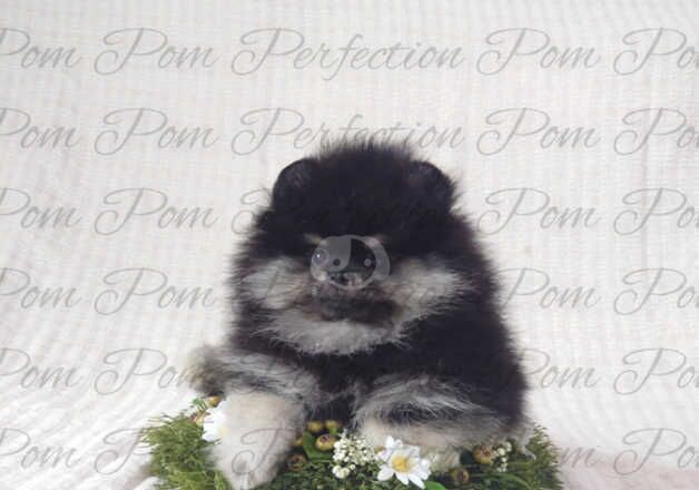 Gorgeous Teddy Bear Pomeranian Puppies for sale in Cumnock, East Ayrshire - Image 3