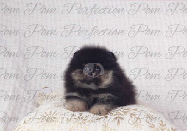 Gorgeous Teddy Bear Pomeranian Puppies for sale in Cumnock, East Ayrshire - Image 4