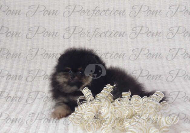 Gorgeous Teddy Bear Pomeranian Puppies for sale in Cumnock, East Ayrshire - Image 5