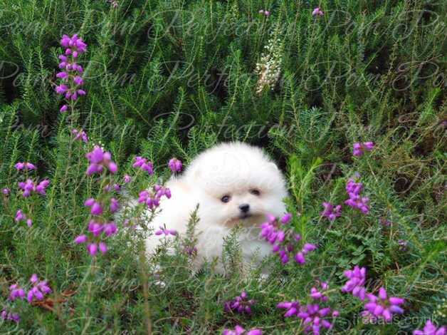 Gorgeous XXS Teddy Bear Pomeranian Puppies Available for sale in Cumnock, East Ayrshire