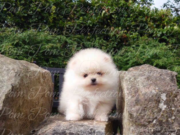 Gorgeous XXS Teddy Bear Pomeranian Puppies Available for sale in Cumnock, East Ayrshire - Image 2