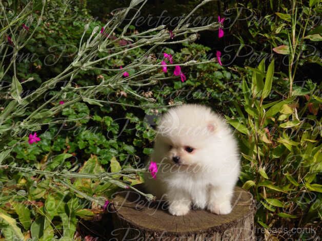 Gorgeous XXS Teddy Bear Pomeranian Puppies Available for sale in Cumnock, East Ayrshire - Image 4