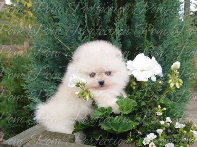 Gorgeous XXS Teddy Bear Pomeranian Puppies Available for sale in Cumnock, East Ayrshire - Image 5