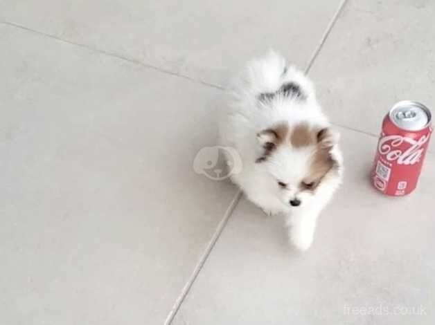 Healthy, playful Pomeranian puppies full of energy for sale in Kidderminster, Worcestershire