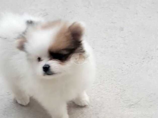 Healthy, playful Pomeranian puppies full of energy for sale in Kidderminster, Worcestershire - Image 2