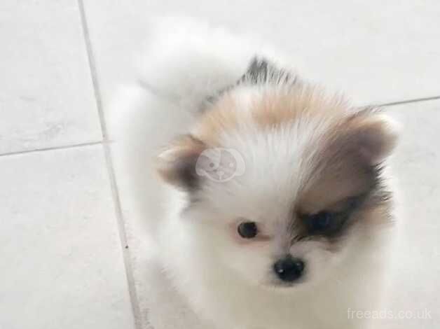 Healthy, playful Pomeranian puppies full of energy for sale in Kidderminster, Worcestershire - Image 3