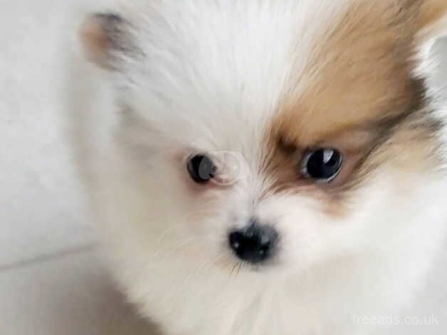 Healthy, playful Pomeranian puppies full of energy for sale in Kidderminster, Worcestershire - Image 5