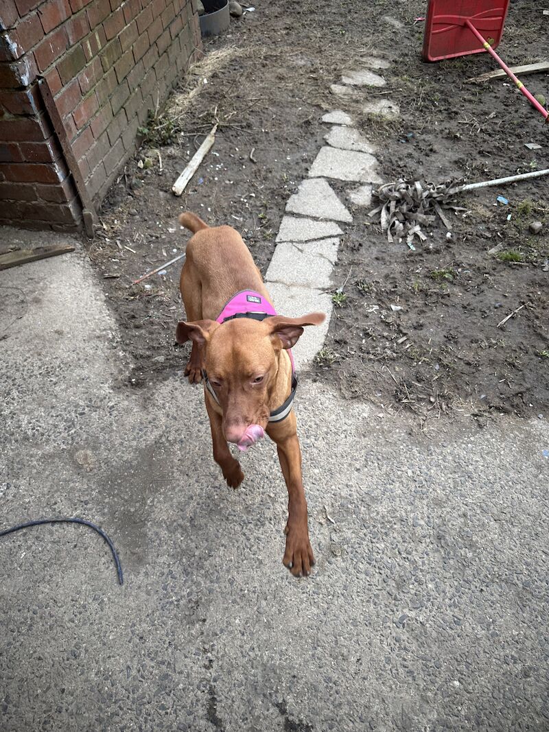 Hungary vizla for sale in Bishop Auckland, County Durham - Image 2
