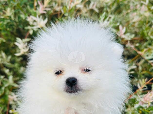 Ice white chiao li ya Pomeranians for sale in Doncaster, South Yorkshire - Image 1