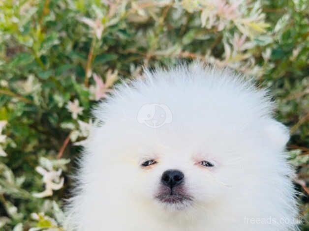 Ice white chiao li ya Pomeranians for sale in Doncaster, South Yorkshire - Image 2