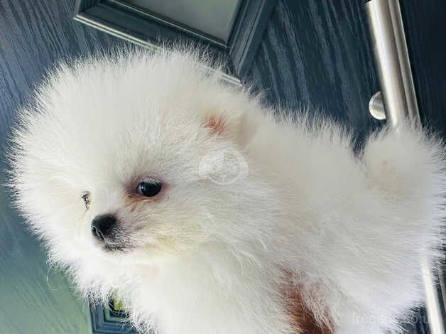 Ice white chiao li ya Pomeranians for sale in Doncaster, South Yorkshire - Image 3