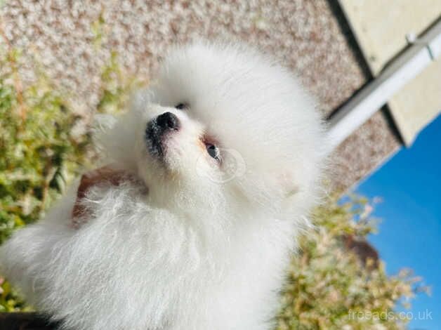 Ice white chiao li ya Pomeranians for sale in Doncaster, South Yorkshire - Image 4