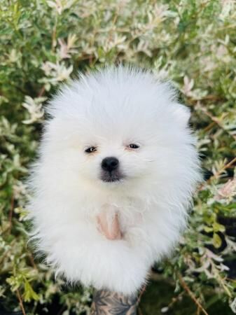 ICE WHITE chiao li ya xs Pomeranian for sale in New England, Somerset