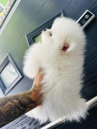 ICE WHITE chiao li ya xs Pomeranian for sale in New England, Somerset - Image 2