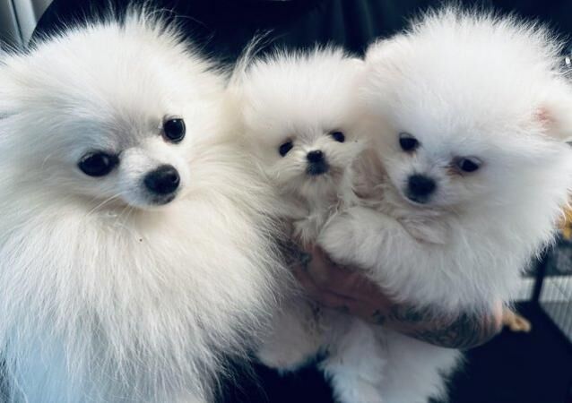 ICE WHITE chiao li ya xs Pomeranian for sale in New England, Somerset - Image 3