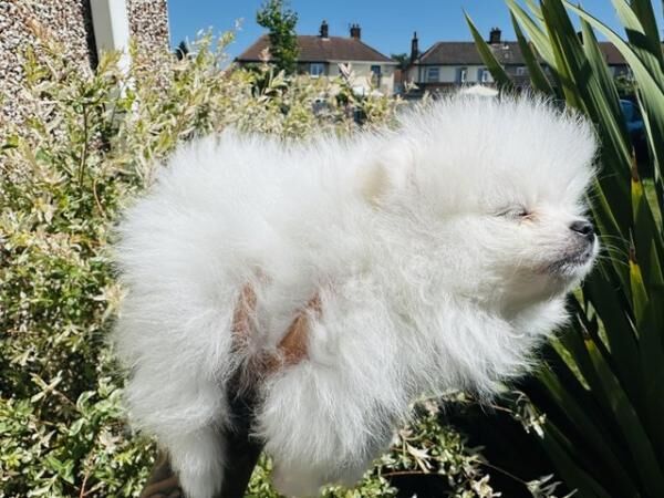 ICE WHITE chiao li ya xs Pomeranian for sale in New England, Somerset - Image 4