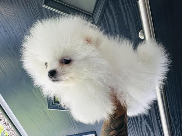 ICE WHITE chiao li ya xs Pomeranian for sale in New England, Somerset - Image 5