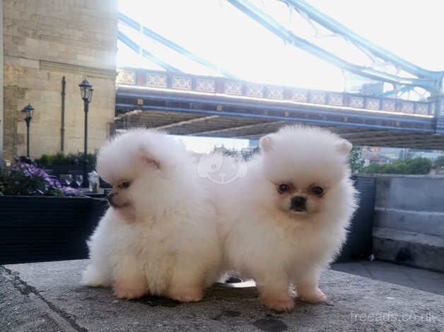 ** Just 1 left ** pomeranian puppy's kc registered for sale in Leigh, Greater Manchester