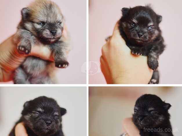 KC Black and tan and sable pomeranian puppies for sale in Bedwas, Caerphilly