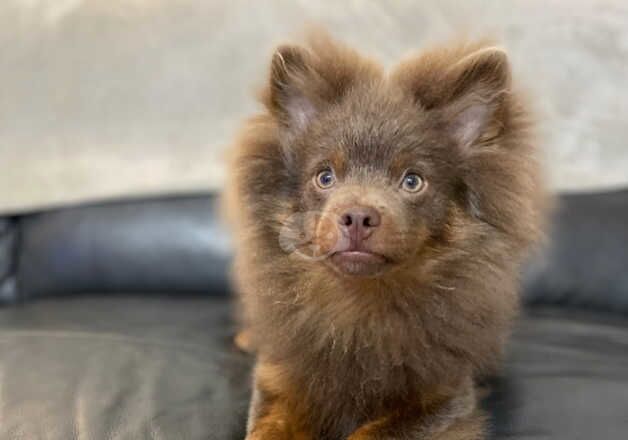 KC Registered Pomeranian Puppies for sale in Greater Manchester