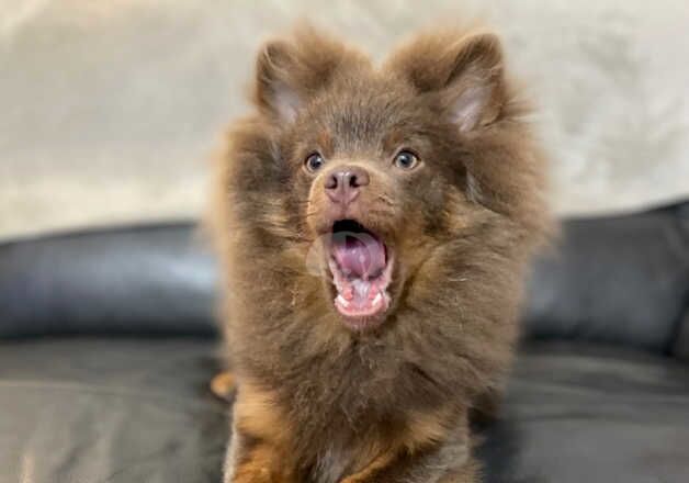 Pomeranian Puppies for sale