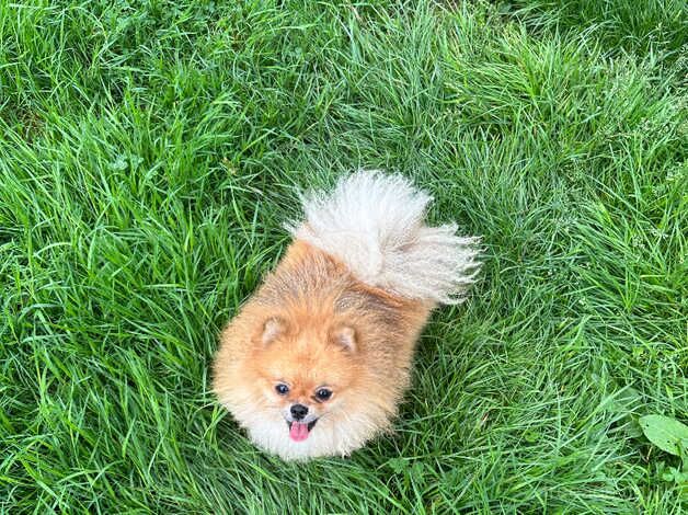 Kc orange female pomeranian for sale in Lingfield, County Durham