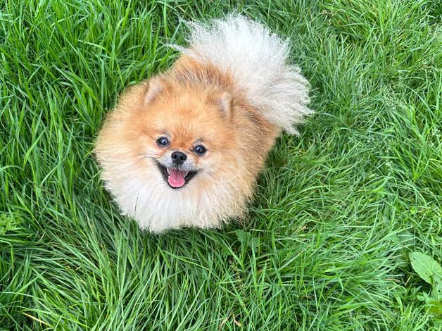 Kc orange female pomeranian for sale in Lingfield, County Durham - Image 2