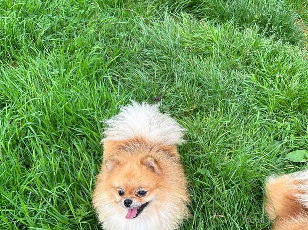 Kc orange female pomeranian for sale in Lingfield, County Durham - Image 3