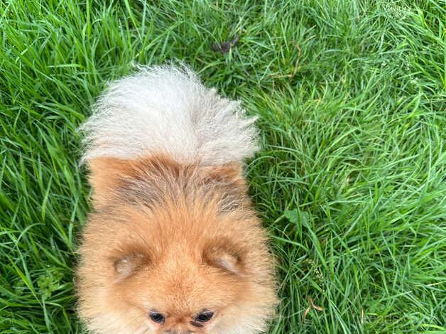 Kc orange female pomeranian for sale in Lingfield, County Durham - Image 4