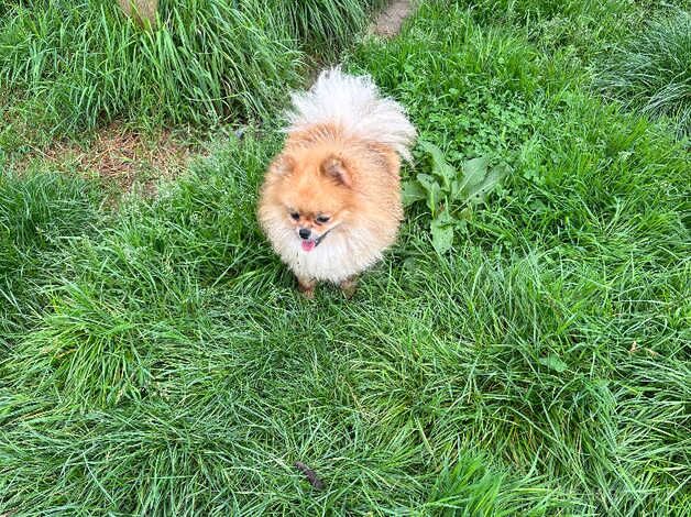 Kc orange female pomeranian for sale in Lingfield, County Durham - Image 5