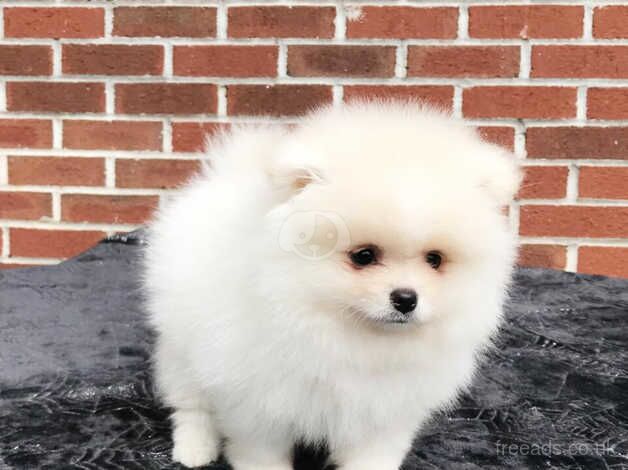 Pomeranians for sale in Lewisham, London