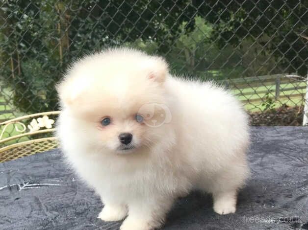 Pomeranian Puppies for sale in London