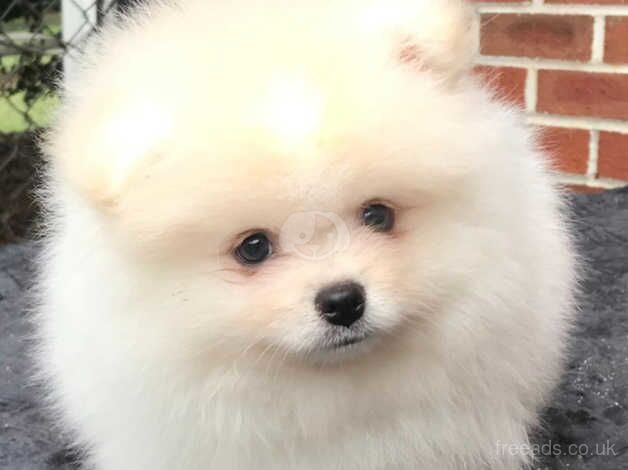 Pomeranian Puppies for sale