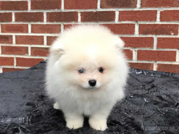 kc playful Pomeranian for sale in Lewisham, London - Image 5