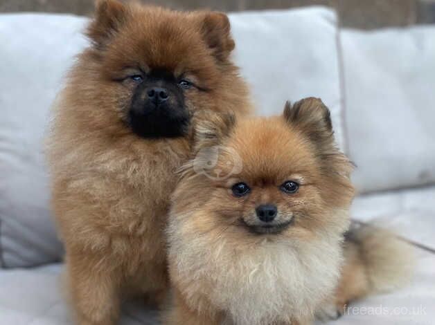 Kc Pomeranian boy for sale in Doncaster, South Yorkshire - Image 1