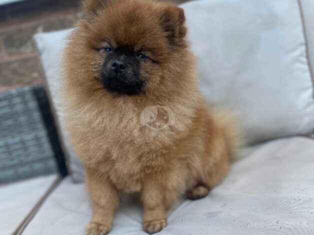 Pomeranians for sale in Doncaster, South Yorkshire