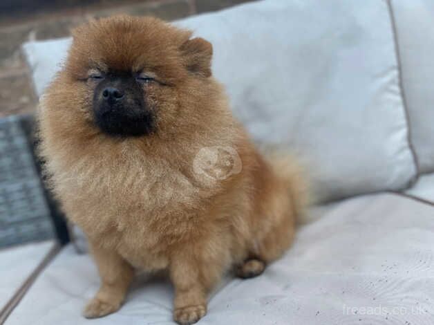 Pomeranian Puppies for sale in South Yorkshire