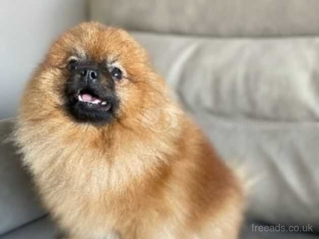 Pomeranian Puppies for sale